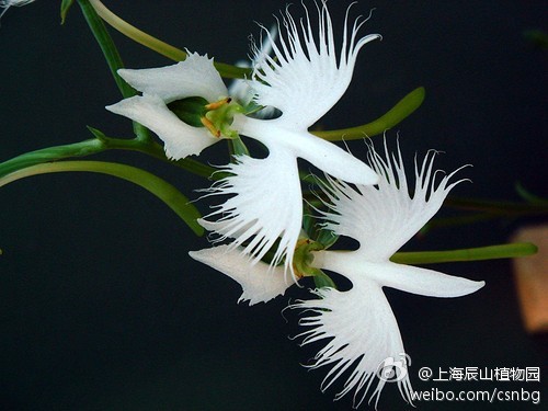 玉凤花属的Habenaria radiata日本鹭草,兰科玉凤花属