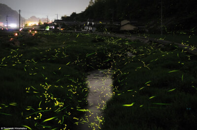 炎炎夏日，夜色朦胧，萤火虫懒散地点缀着大地，一闪一闪，适时着再传来几声蛙叫虫鸣，这本就是一幅美好的画卷，近日日本摄影师 Tsuneaki Hiramatsu 采用延时摄影技术以一个全新的视角向大家展现另一幅唯美的萤火夏夜…