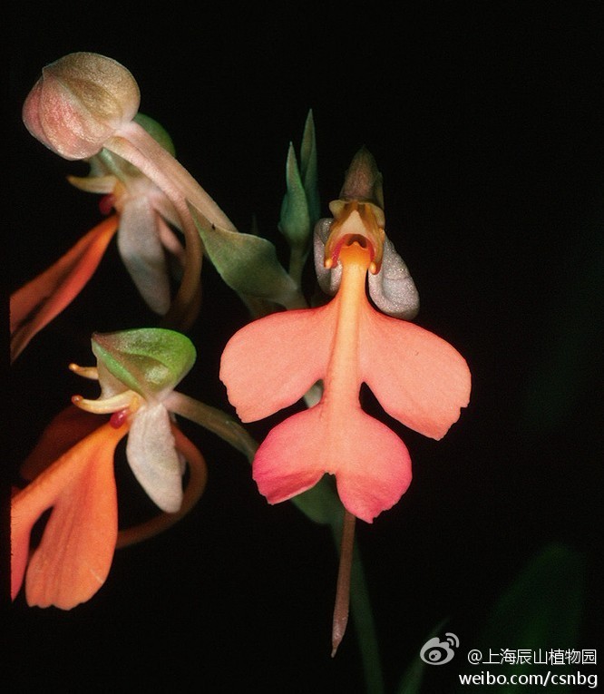 Habenaria rhodocheila Hance，橙黄玉凤花，玉凤花属，唇瓣橘黄色四裂，此种中国有产原生种，分布于江西、福建、广东、广西、贵州等地。兰科玉凤花属