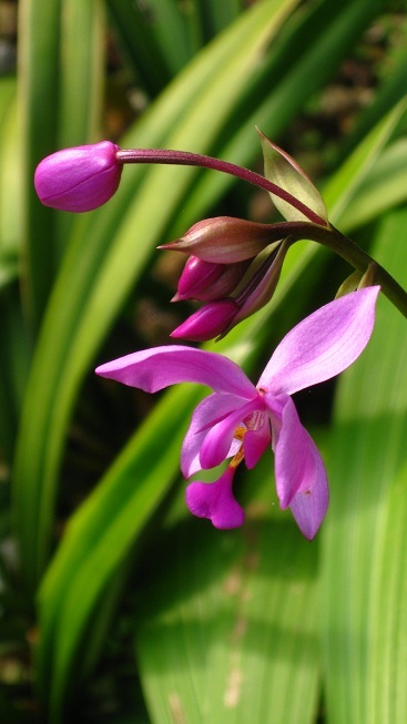 紫花苞舌兰（Spathoglottis plicata）在国内仅原生于台湾及兰屿，国外则广泛分布于东亚南部、东南亚至大洋洲的广大地区。兰科苞舌兰属