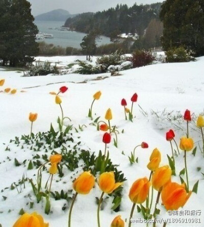 大雪中的鲜花，期待雪融后的美丽.