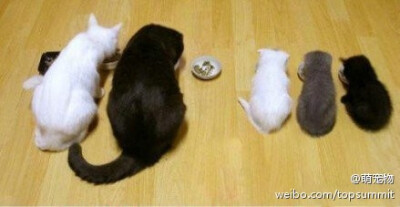 一只大白猫 + 一只大黑猫 = 一只小白猫 + 一只小灰猫 + 一只小黑猫