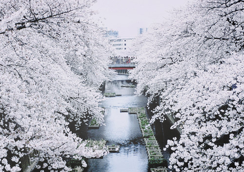 日本樱花