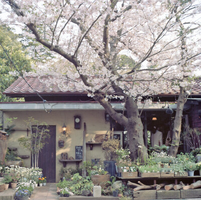 鎌倉的草花屋さん ，享受生活的居住