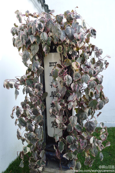 马伦哥荣耀’阿尔及利亚常春藤（Hedera algeriensis 'Gloire de Marengo'）五加科常春藤属