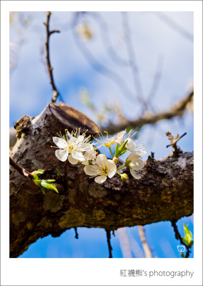 "李花"