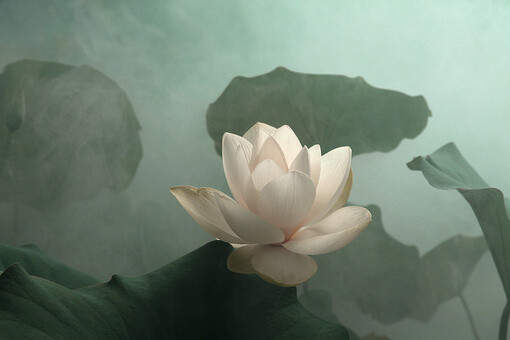 淡粉