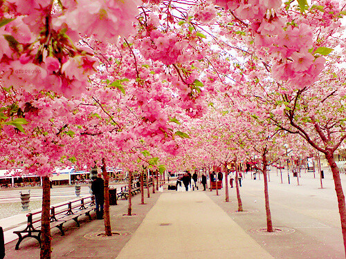 旅行时路过的风景，花的长廊。