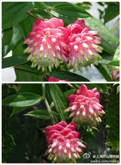 Cavendishia micayensis，艳苞莓属 ，杜鹃花科 ，从照片中可以看出花序苞片确实很艳丽，符合yan苞的叫法。