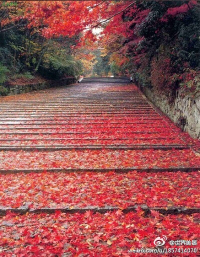 悟道繁花情似锦，得禅诸事善若水。 君已九重看风轻，我比斯君轻一层。