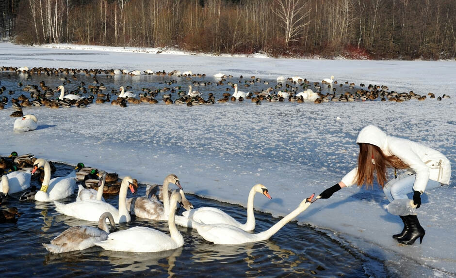 白雪皇后：白俄罗斯明斯克市，一个女孩在一个公园里已结冰的湖面喂食天鹅