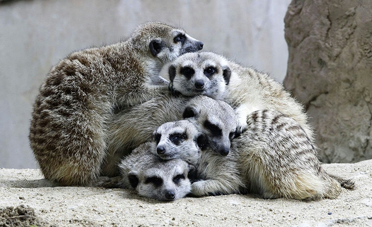 挤作一团：2012年1月30日，泰国曼谷都实动物园（Dusit Zoo），四只小狐獴在雨中抱在一起。 （图片来源：Sakchai Lalit/美国联合通讯社）