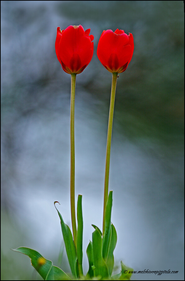 "tulipa"