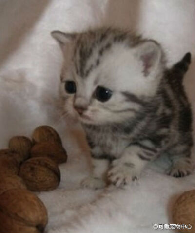 麻麻，偶咬不动核桃肿么办？