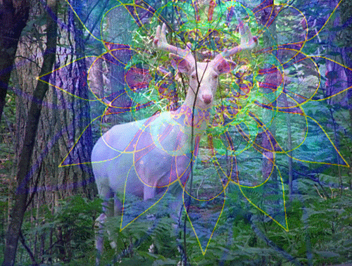 500_378gif 动态图 动图