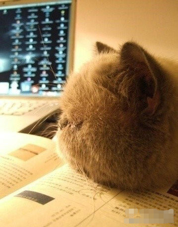 我要胖成一片海，淹没所有炫耀的死瘦子。。。