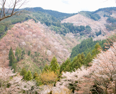 日本最佳赏樱名所：TOP2——奈良吉野山被櫻花染成淡紅色的吉野山一帶的賞櫻名所自古以來都被吟詠，是眾所周知的日本最佳賞櫻名所，約3萬株的山櫻遍佈整座山頭。從纜車周邊到西行庵一帶的奧千本，約3個星期中，每天山…