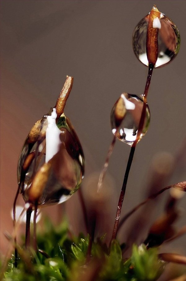 美丽的露珠近距离摄影图