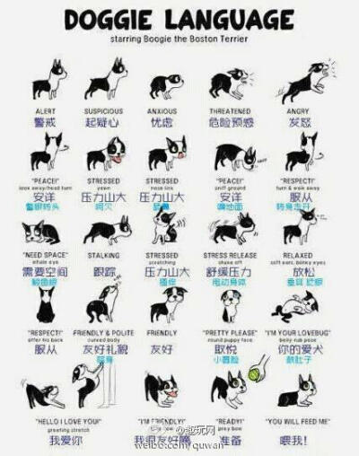 Doggie language