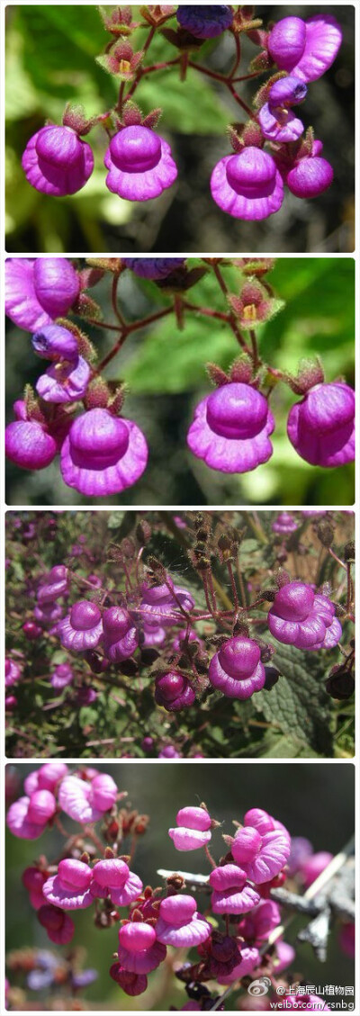 Calceolaria purpurea Graham 紫蒲包花，玄参科。花看似一顶可爱的小帽子。