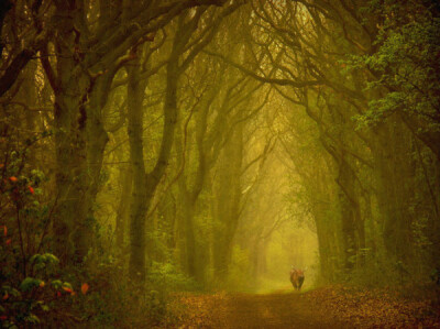 荷兰摄影师LarsVanDeGoor作品