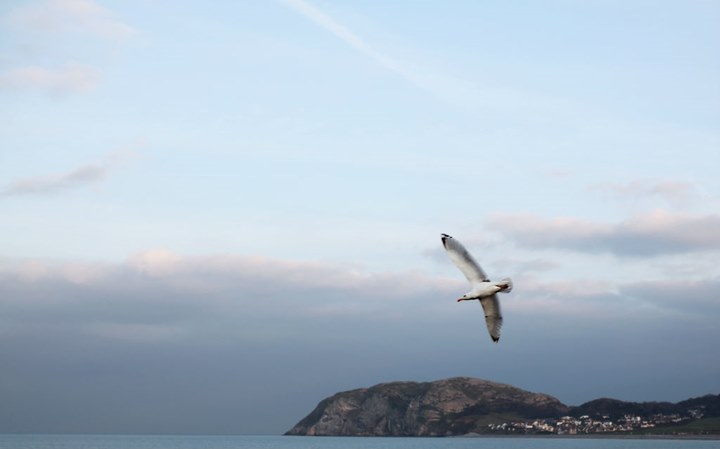 LLANDUDNO.