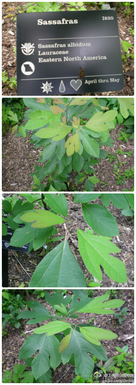 美国密苏里植物园乡土植物区栽培着世界上同一植株上叶形变化最多的植物——Sassafras albidum美洲檫树，樟科檫木属。其叶子有二裂的，三裂的，有全缘长椭圆形的，还有叶尖是凹叶的，绝对是植物界中的“模子”，密苏里植物园也将园内的主题餐厅取名为Sassafras。