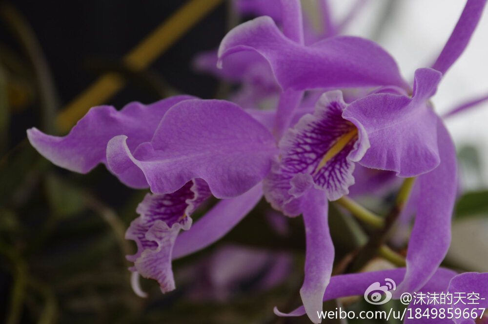 巨大卡特兰Cattleya maxima，花十分的大，而且展示的这株有10朵花，每朵花都有十几公分大，超级抢眼，激动一记！