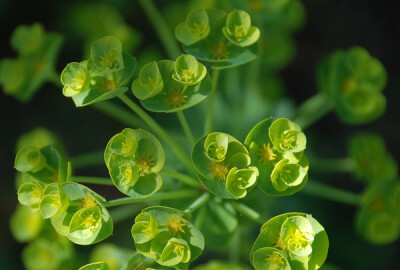 来源：在生活。猫眼草为大戟科大戟属植物猫眼草（Euphorbia lunulata Bge）的全草。产于辽宁、吉林、新疆、内蒙古、河北、山西等地。