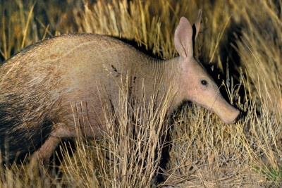 aardvark n.土豚 An African mammal, with a long, sticky tongue, that feeds on insects.