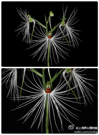 Habenaria medusa 美杜莎玉凤花，兰科玉凤花属，飘逸的如同天堂鸟。。