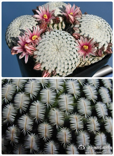 Mammillaria pectinifera 白斜子，仙人掌科乳突球属 。