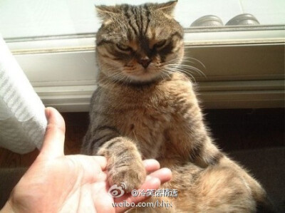 喵：“對狗而言，這叫"握手"，但對我而言，這叫"扶著朕"！