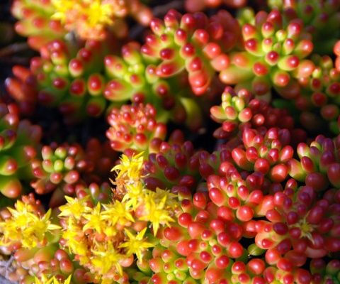 景天科景天属【虹之玉】Sedum rubrotinctum 婴儿手指一般的叶子，在春天到夏天的繁殖期里呈美丽的绿色。秋冬开始红叶，阳光充分且干燥的环境下能愈发变成红色。如果阳光不足，植物的茎会伸长。能从掉落下来的叶子上发根，种植简单。土完全干了再浇水，夏季避免暴晒。冬季气温低时也要减少浇水。花是黄色的星形，在春天开放。