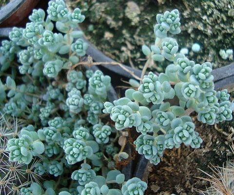 景天科景天属【姬星美人】Sedum dasyphyllum 非常袖珍的多肉植物品种，翡翠般的深绿色叶片很适合点缀于多肉盆景间。每月浇2-3次水，浇水太多会引起节茎伸长，姿态疏散欠佳。夏天不能暴晒。冬天要减少浇水，盆土保持稍干否则容易遭到冻害而腐烂。