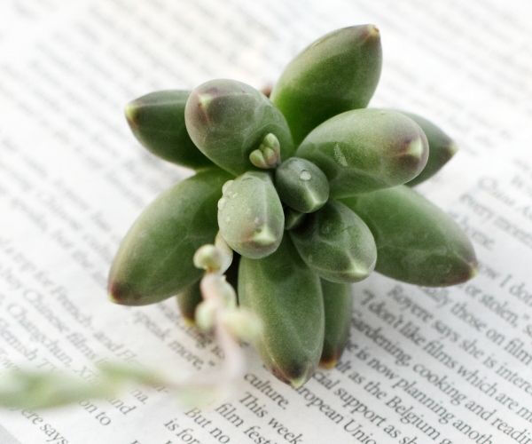 Pachyphytum compactum【千代田之松】景天科厚叶草属，叶片形状如同纺锤，上面有着雕刻过一般的棱。小小的非常可爱。请放在阳光充足的地方种植，光线不足，茎会伸长，植物形状松散。春天时，叶片间会抽出花穗。精致小巧的铃铛形花朵，色彩梦幻。春秋生长季节，可以充分浇水。 夏季需要遮阴通风，并且减少浇水。冬天则要放在室内向阳处。