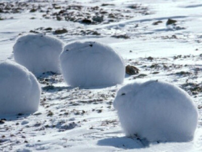 北极兔(Arctic hare)..