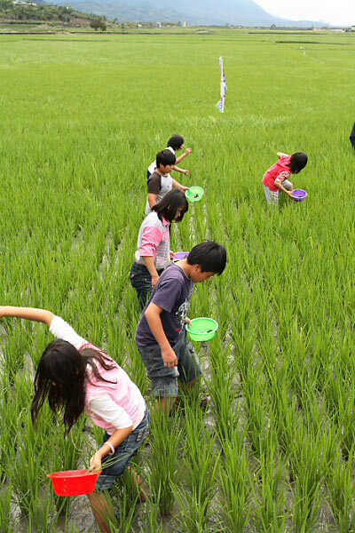 有机小学