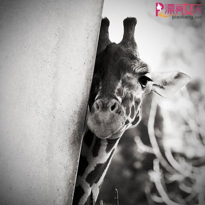 这个。。有女人的感觉。