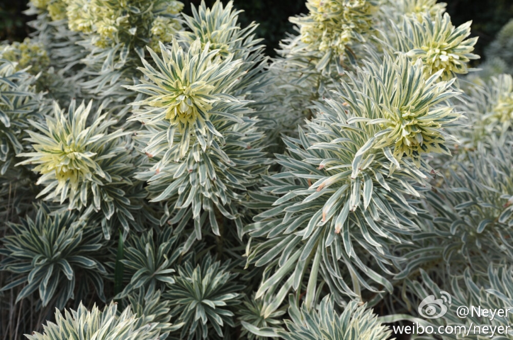 塔斯马尼亚虎’千魂花（常绿大戟、阿尔巴尼亚大戟）Euphorbia characias 'Tasmanian Tiger'大戟科大戟属