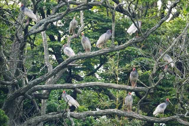 新潟県佐渡市で国の特別天然記念物のトキが放鳥されてから３年。今年の繁殖期は７つのペアができ、自然界での３５年ぶり２世誕生に期待が集まった。しかし卵は孵化（ふか）にいたらず、環境省は６月１６日に「繁殖終了」を宣言した。