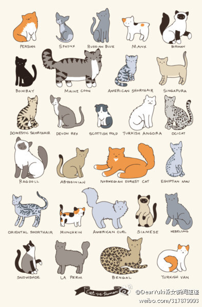 猫咪的不同品种。来自 DearYuki森女新闻速递 的新浪微博，2月11日17:20。