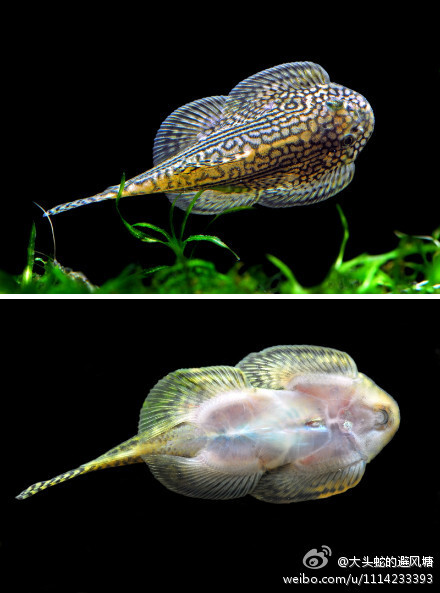 思凡腹吸鳅，听着名字，大有此物只应天上有，因为思凡到人间的味道。其实它生活在越南山间的溪流里。这家伙不光中文名字很拉轰，英文名字golden ring butterfly,也是霸气外露呀。