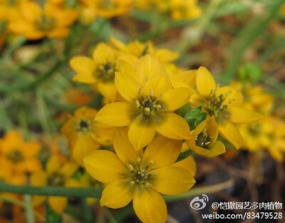 橙花虎眼万年青（Ornithogalum dubium），百合科虎眼万年青属