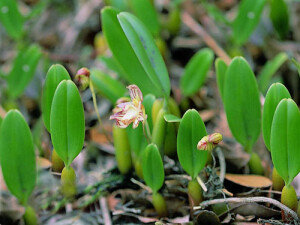 芳香石豆兰（Bulbophyllum ambrosia）,兰科石豆兰属. 石豆兰属是单子叶植物纲兰科最大的属，约1000余种，中国有36种 原产亚洲和非洲热带地区。具匍匐根状茎和圆形假鳞茎，多数种的假鳞茎顶端有一枚单叶。花萼色彩鲜艳，较花瓣大。石豆兰属植物有许多种。花小，气味难闻。