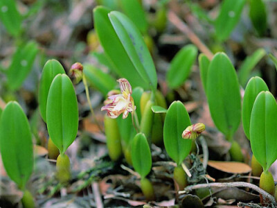 芳香石豆兰（Bulbophyllum ambrosia）,兰科石豆兰属. 石豆兰属是单子叶植物纲兰科最大的属，约1000余种，中国有36种 原产亚洲和非洲热带地区。具匍匐根状茎和圆形假鳞茎，多数种的假鳞茎顶端有一枚单叶。花萼色彩鲜…