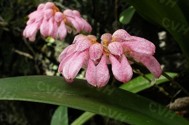 梳帽卷瓣兰（Bulbophyllum andersonii (Hook. f.) J. J. Smith），,兰科石豆兰属