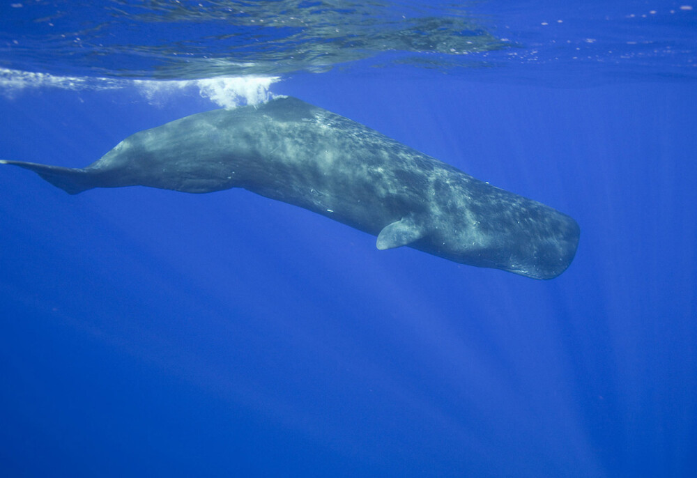 マッコウクジラ＝小笠原諸島・父島沖合