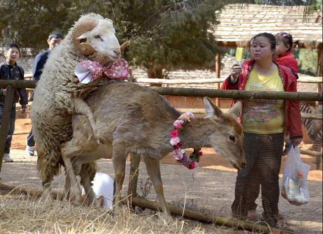 愛があれば「種」の差なんて！？ １０日、中国・雲南省の野生動物公園で、来園者がカメラを向ける中で愛し合う、首飾りのシカと蝶ネクタイをした羊のカップル。このカップル、バレンタインデーに結婚が決まっているとか。待ち切れず、婚前交渉といったところでしょうか？（ロイター）