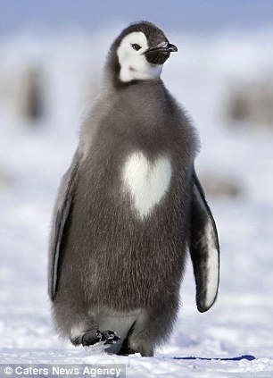 太萌了( ⊙o⊙ )